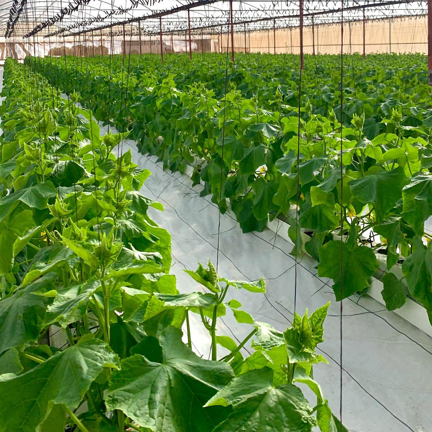 Agrícola Miramar