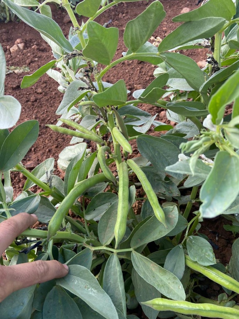 Fava Beans