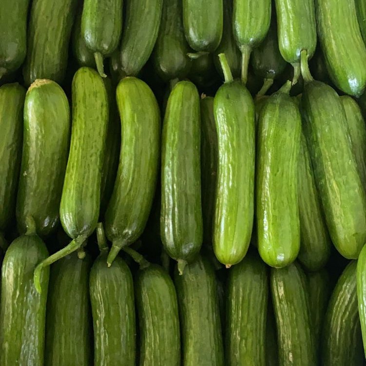 Persian Cucumber